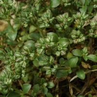 Polycarpon tetraphyllum subsp. tetraphyllum (L.) L.